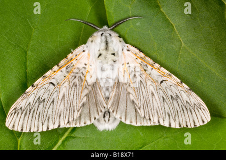 Puss Moth (Cerura vinula) Stock Photo