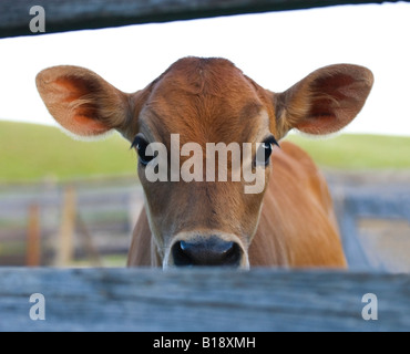 Curious calf, in barnyard of farm, Alberta, Canada. Stock Photo