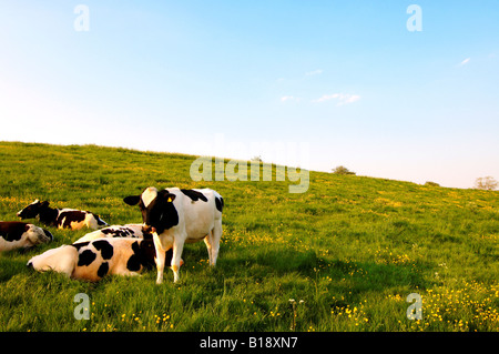 Cows in a meadow in the Cotswolds in England near Burford Stock Photo