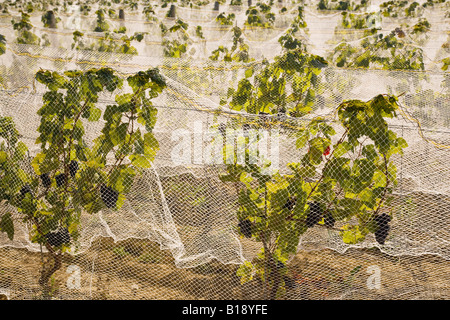 Netting used to protect grapes from birds at vineyard in Niagara Peninsula, Ontario, Canada. Stock Photo