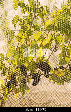 Netting used to protect grapes from birds at vineyard in Niagara Peninsula, Ontario, Canada. Stock Photo