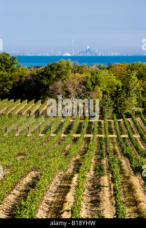 Vineyards at Flat Rock Cellars Winery, Jordan, Ontario, Canada. Stock Photo