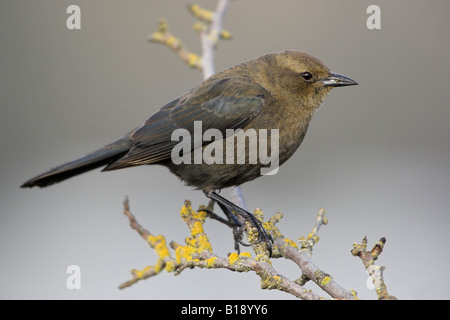 A female Brewers Blackbird (Euphagus cyanocephalus) perched on a branch in Victoria, British Columbia, Canada. Stock Photo