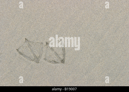 Footprints on the beach left by a gull in Tofino, British Columbia, Canada. Stock Photo