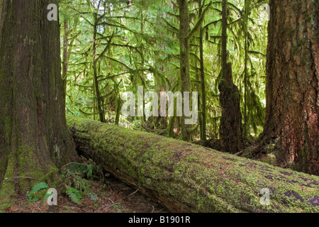 Towering Douglas Fir trees and moss-covered cedar trees typify the temperate rainforests found near Tofino, British Columbia, Ca Stock Photo