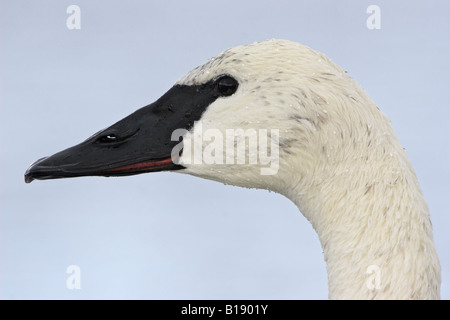 A portrait of a Trumpeter swan (Cygnus buccinator) in Victoria, British Columbia, Canada. Stock Photo