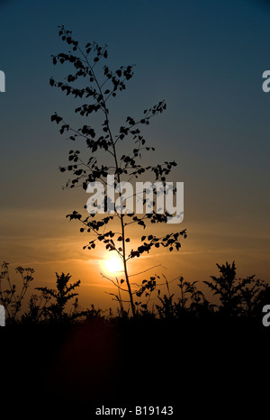 Silver Birch (Betula pendula) And Thistles Silhouetted Against Sunset Stock Photo