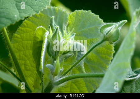 abutilon arboreum Stock Photo