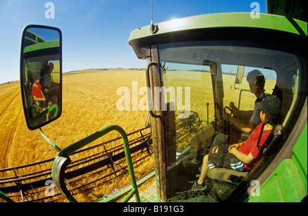 boys in combine harvesting spring wheat, near Swan Lake, Manitoba, Canada Stock Photo