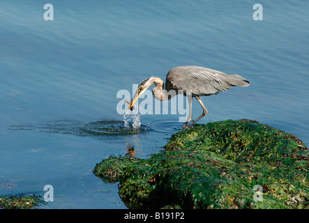 Great Blue Heron (Ardea herodias). This species usually breeds in colonies in trees close to lakes or other wetlands. A large he Stock Photo
