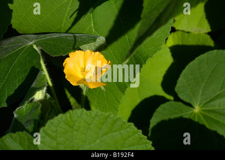 abutilon arboreum Stock Photo