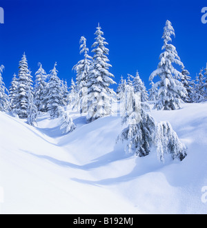 Fresh snow on Mount Elphinstone, Gibsons, British Columbia, Canada. Stock Photo