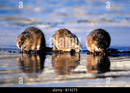 Wintering muskrats (Ondatra zibethicus) eating underwater bulbs on the edge of the ice, central Alberta, Canada Stock Photo