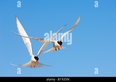 Adult arctic terns (Sterna paradisea) harassing an arctic fox near their nest, Victoria Island, Nunavut, Arctic Canada Stock Photo