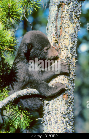 Three-month old black bear cub (Ursus americanus) trying to climb a lodgepole pine tree, Alberta, Canada. Stock Photo