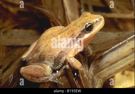 Adult male boreal chorus frog (Pseudacris maculata)defending its spring calling territory, prairie Alberta, Canada. Stock Photo