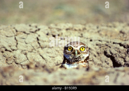 Adult burrowing owl (Athene cunicularia) peering from the mouth of its nesting burrow. Stock Photo