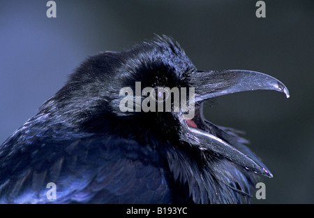 A common raven (Corvus corax) calling, Alberta, Canada. Stock Photo
