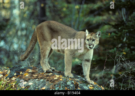 Adult female cougar (Puma concolor), Alberta, Canada Stock Photo - Alamy