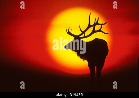 Bull elk (Cervus elaphus) at sunset, Rocky Mountains, western Alberta, Canada Stock Photo