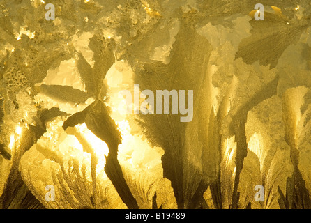 Frost on window pane, Manitoba, canada Stock Photo