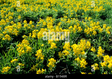 Golden-bean (Thermopsis rhombifolia) southern Alberta, Canada Stock Photo