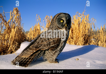 Adult great gray owl (Strix nebulosa) hunting in a winter roadside, northern Alberta, Canada. Stock Photo