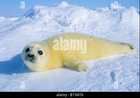 Newborn harp seal (Phoca groenlandica) pup, Magdalen islands, Quebec, Canada. Natal coat stained yellow by amniotic fluid. Stock Photo