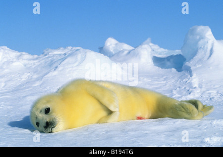 Newborn harp seal (Phoca groenlandica) pup (yellowcoat), Gulf of the St. Lawrence River, Canada.  Natal coat stained yellow by a Stock Photo