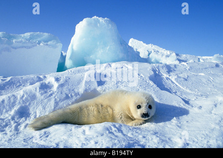 Newborn harp seal (Phoca groenlandica) pup (yellowcoat), Gulf of the St. Lawrence River, Canada.  Natal coat stained yellow by a Stock Photo