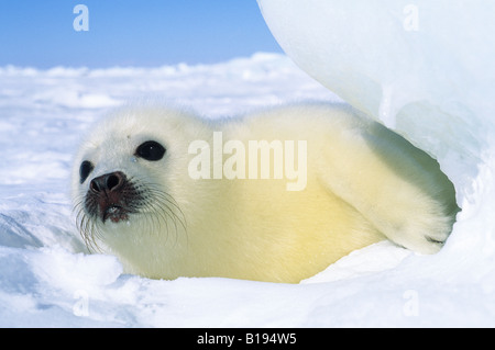 Newborn harp seal (Phoca groenlandica) pup (yellowcoat), Gulf of the St. Lawrence River, Canada.  Natal coat stained yellow by a Stock Photo