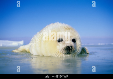 Newborn harp seal (Phoca groenlandica) pup (yellowcoat), Gulf of the St. Lawrence River, Canada.  Natal coat stained yellow by a Stock Photo