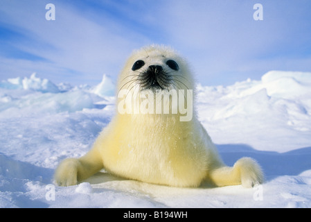 Newborn harp seal (Phoca groenlandica) pup (yellowcoat), Gulf of the St. Lawrence River, Canada.  Natal coat stained yellow by a Stock Photo