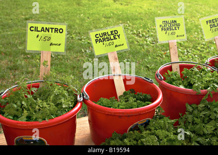 ILLINOIS Chicago Buckets of fresh herbs price signs Green City organic farmers market Lincoln Park Stock Photo
