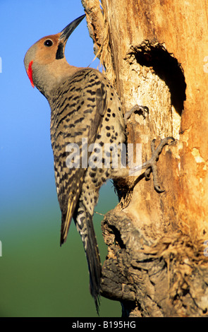 Male northern flicker (Colaptes auratus), yellow-shafted race, at the mouth of its cavity nest in an old balsam poplar, Alberta, Stock Photo