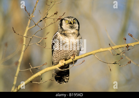 Adult northern hawk owl (Surnia ulula) hunting in winter, northern Alberta, Canada Stock Photo