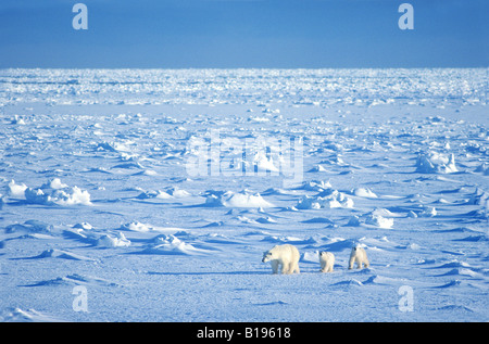 Mother polar bear (Ursus maritimus) travelling with yearling cubs on the pack ice, Hudson Bay, Canada. Stock Photo