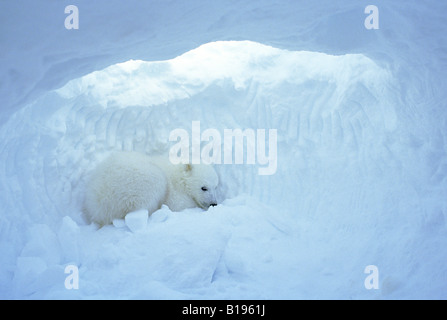 polar bear den