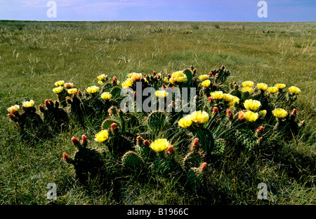 Prickly pear cactus (Opuntia spp.), prairie Alberta, Canada. Stock Photo