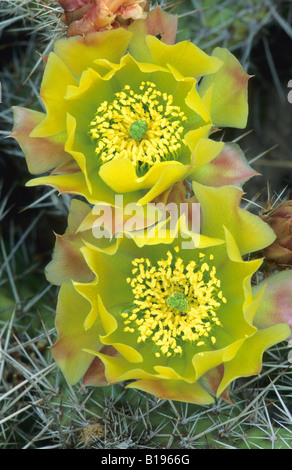 Prickly pear cactus (Opuntia spp.), prairie Alberta, Canada Stock Photo