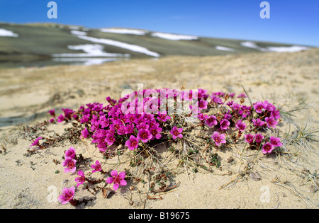 Purrple saxifrage (Saxifraga oppistifolia) - the most northern flower on Earth, Banks Island, Northwest Territories, Arctic Cana Stock Photo