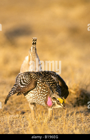Adult male sharp-tailed grouse (Tympanuchus phasianellus) displaying on its spring communal strutting grounds, prairie Alberta, Stock Photo