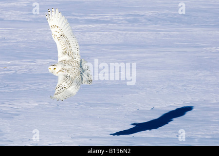 Snowy owl (Bubo scandiaca) hunting in winter, prairie Alberta, Canada