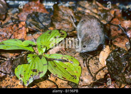 Adult southern red-backed vole (Clethrionomys gapperi), Prince Albert National Park, northern Saskatchewan, Canada Stock Photo