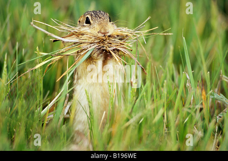 Thirteen-lined ground squirrel (Spermophilus tridecemlineatus) gathering nesting material for its burrow, Alberta, Canada. Stock Photo