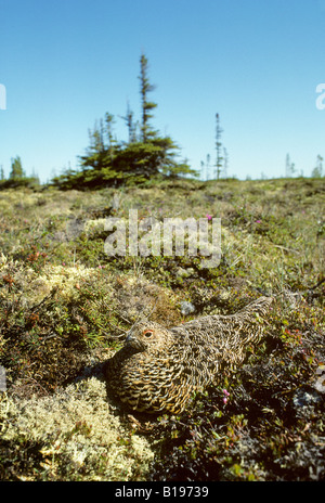 Cryptically feathered female willow ptarmigan (Lagopus lagopus) incubating a clutch of eggs, northern Manitoba, Canada Stock Photo
