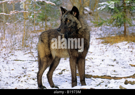 Adult gray wolf (Canis lupus), Alberta, Canada. Stock Photo