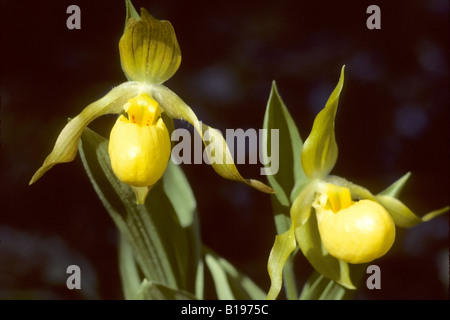 Yellow lady's-slipper (Cypripedium calceolus), boreal Alberta, Canada Stock Photo