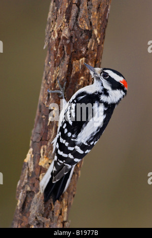 A male Downy Woodpecker (Picoides pubescens) perches on a tree in Etobicoke, Ontario Canada. Stock Photo