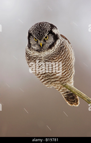 A Northern Hawk-Owl (Surnia ulula) perched on a branch during a snowstorm in Stoney Creek, Ontario Canada. Stock Photo